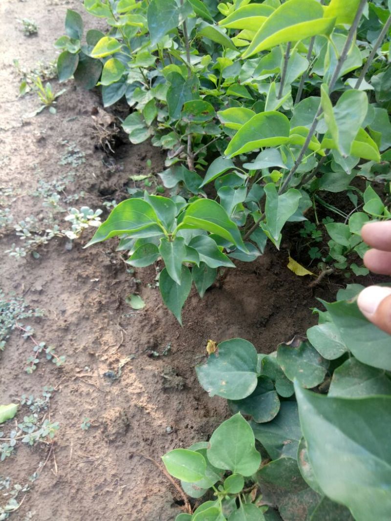 丁香苗，丛生丁香，丁香花，丁香，