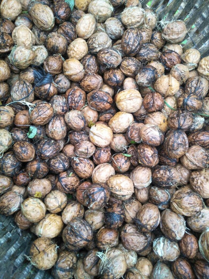 核桃