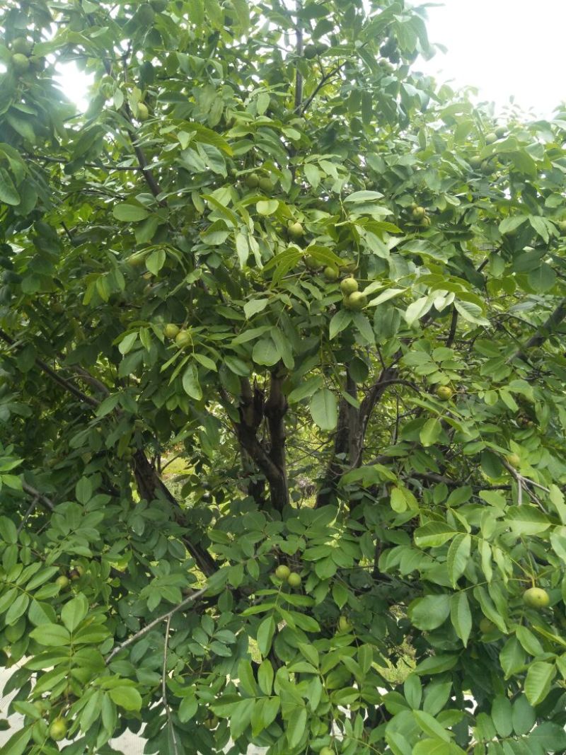 核桃