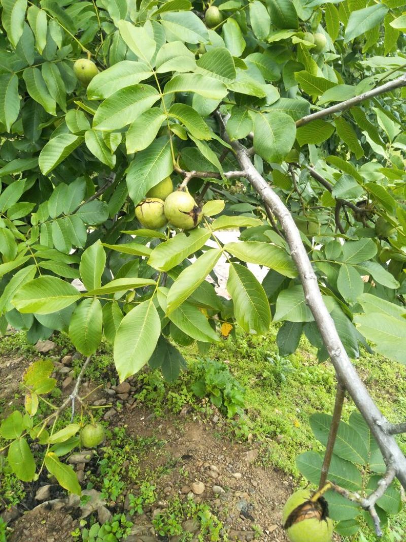 核桃