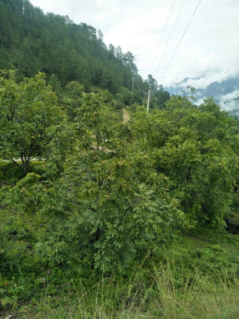 核桃