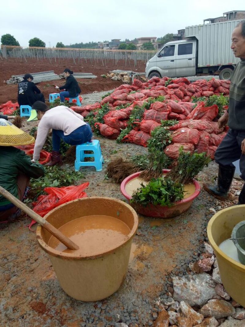 八月瓜苗（少籽，紫果，48小时内发货）包成活提供售后服务