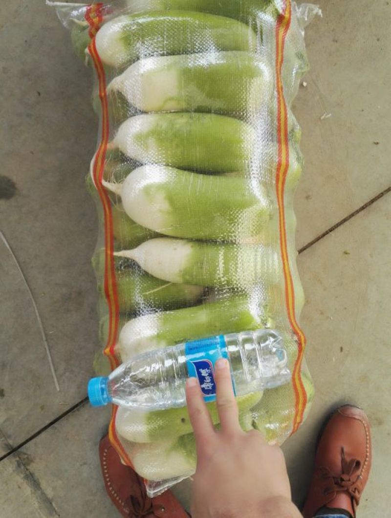 诚信代收，代发《水洗》青萝卜