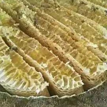 蜜蜂