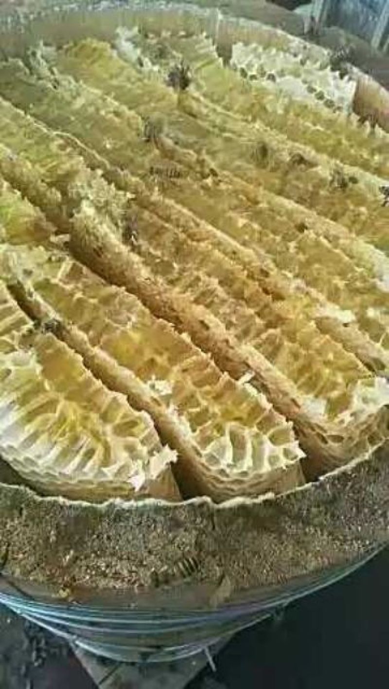 蜜蜂