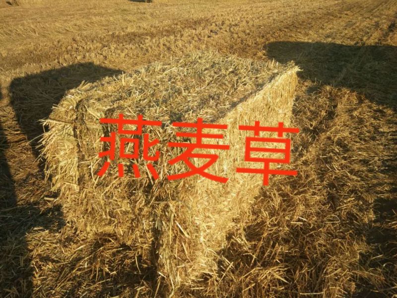 燕麦