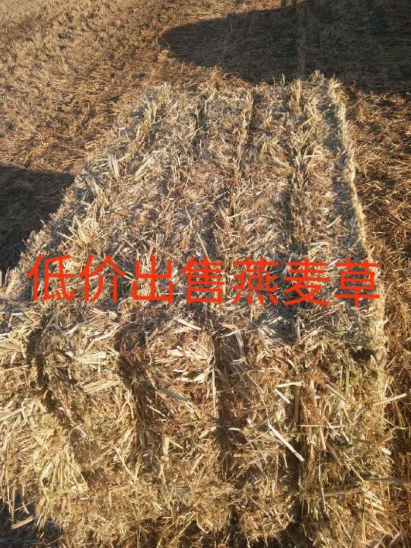 燕麦