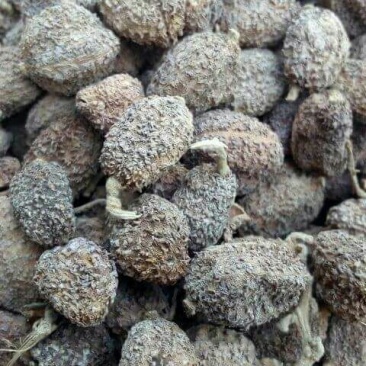 砂仁阳春砂