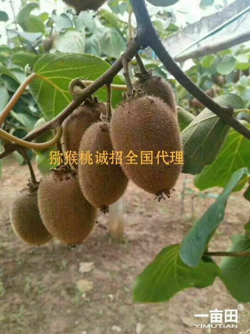 翠香猕猴桃成熟啦