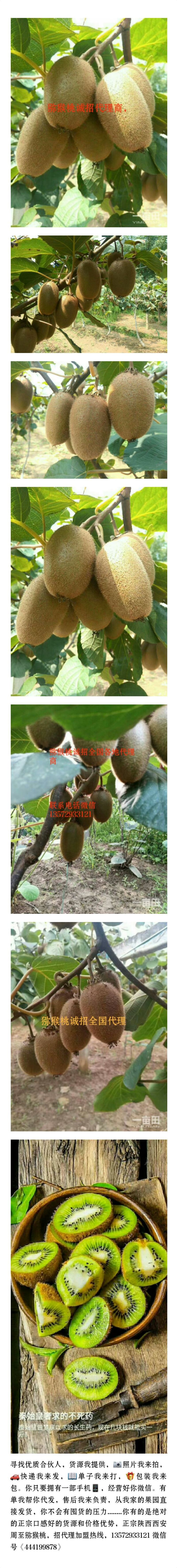 翠香猕猴桃成熟啦