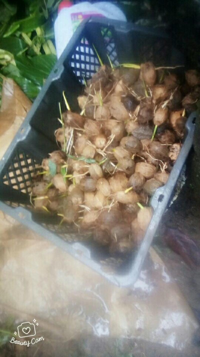 槟榔果苗30~50cm