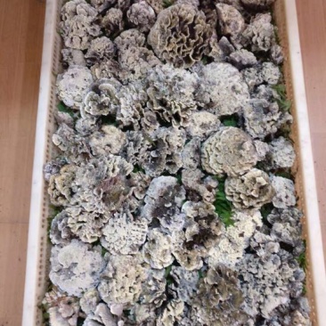 干巴菌特级，长期供货！