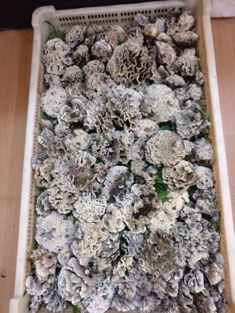 干巴菌特级，长期供货！