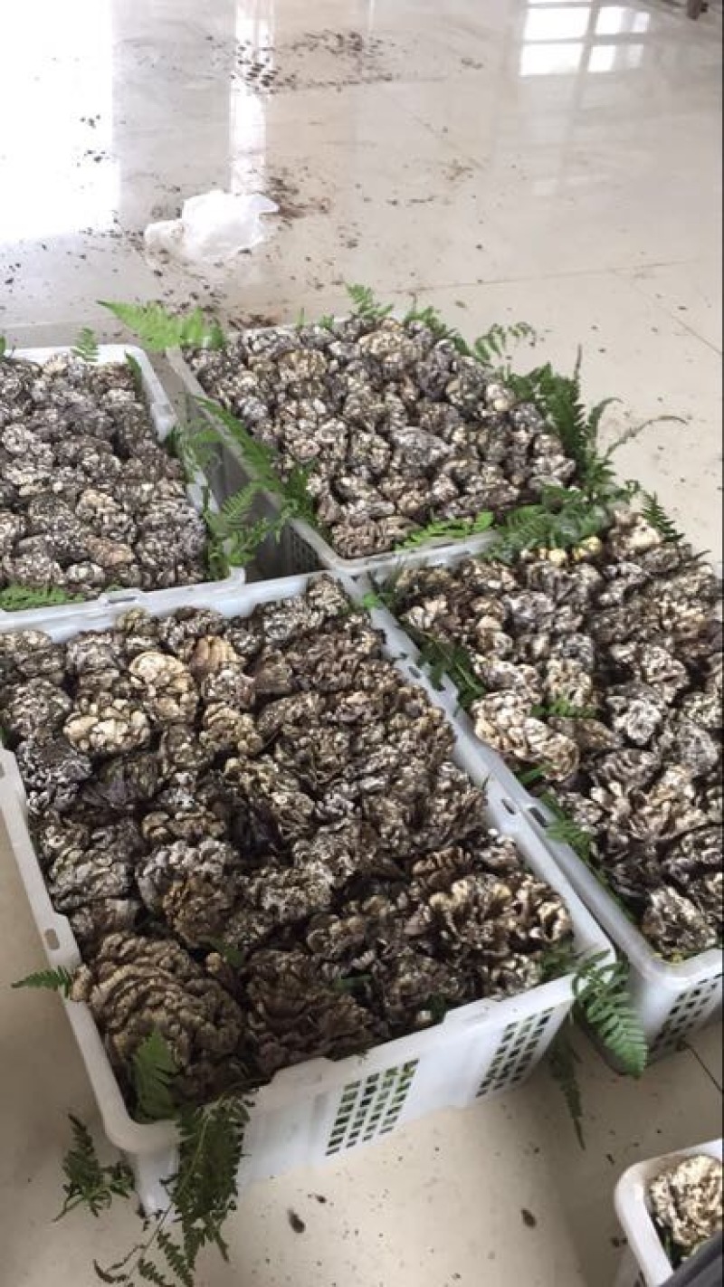 干巴菌特级，长期供货！