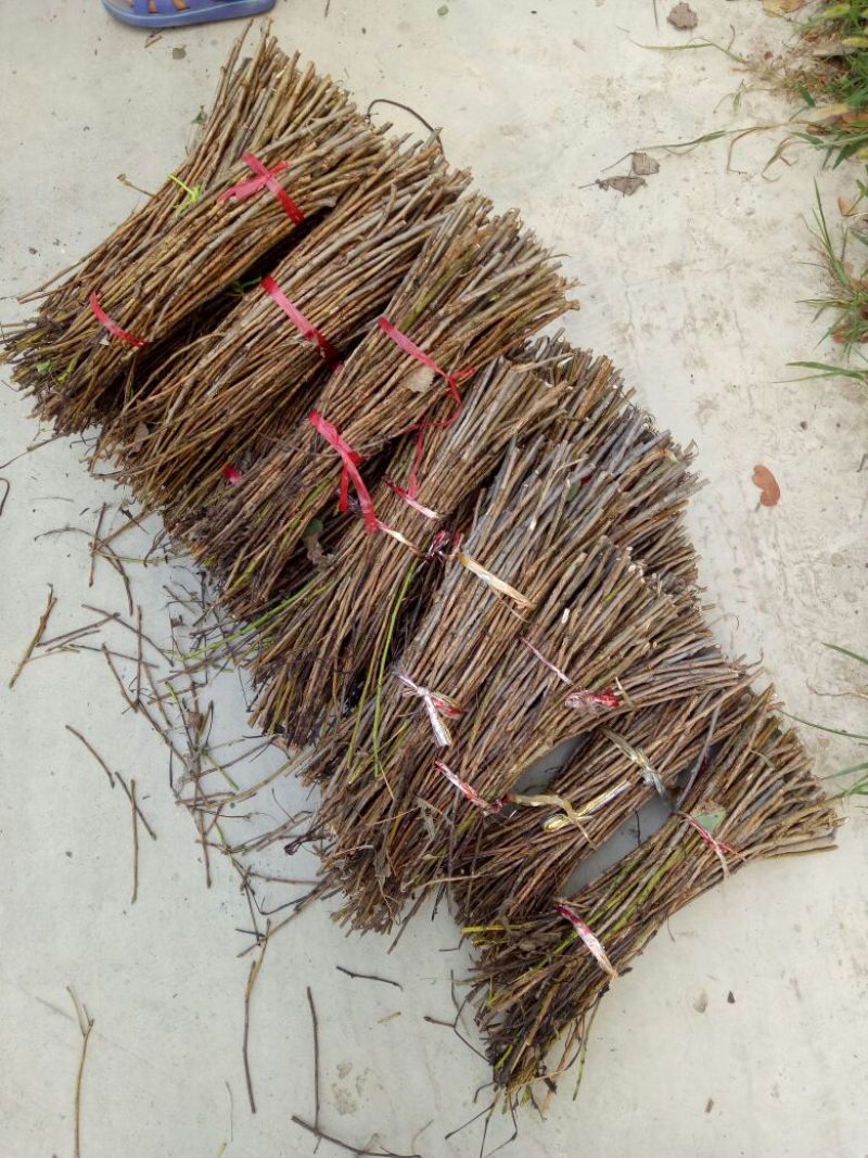 嘎啦，美八，富士苹果山东冠县四季水果基地，专业代办孙洪双