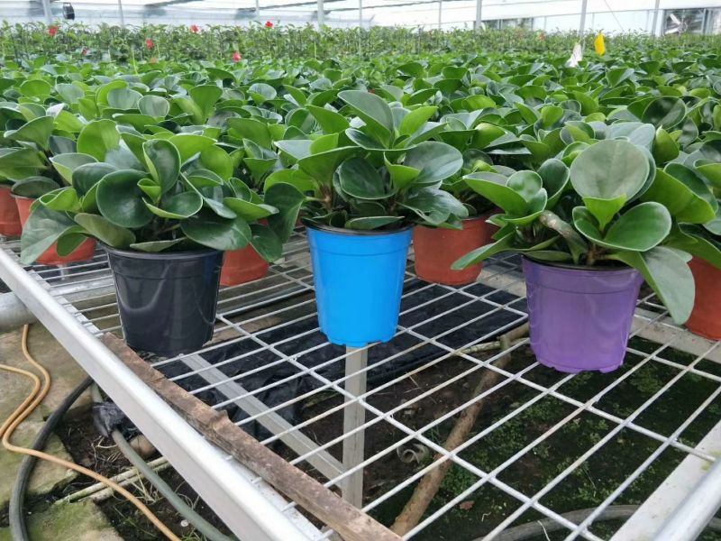 塑料彩色定制花盆
