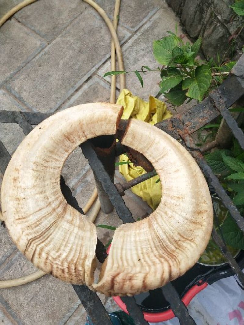 羊角拗绵羊角