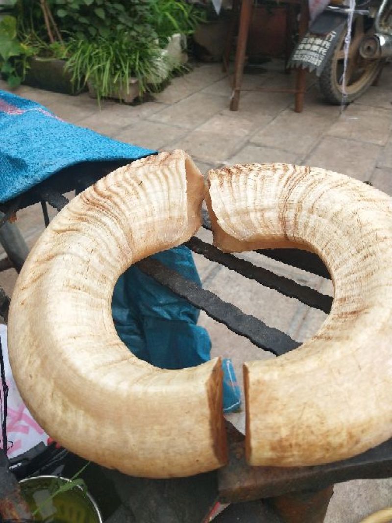 羊角拗绵羊角
