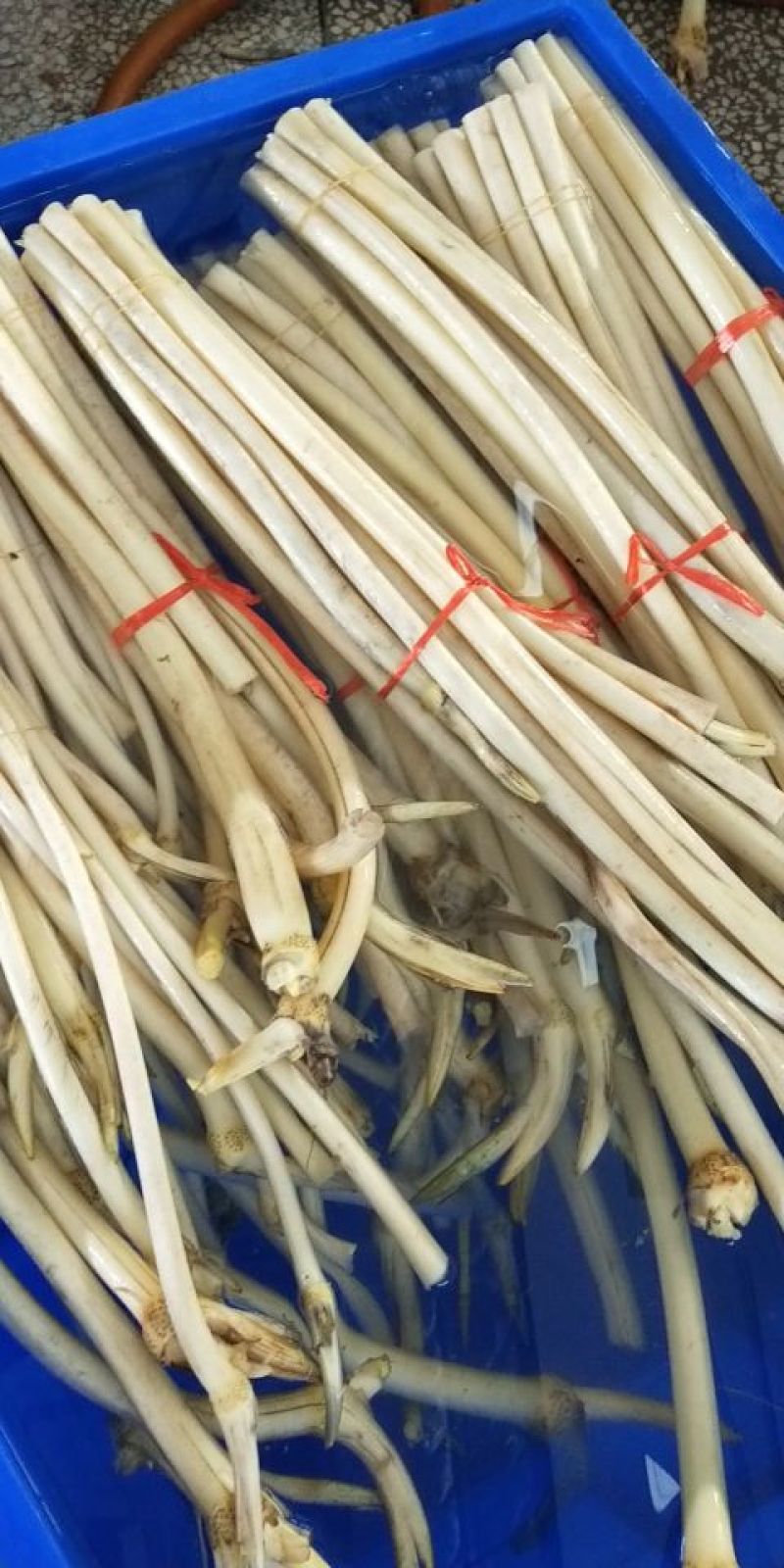 湖湘潭莲藕批发