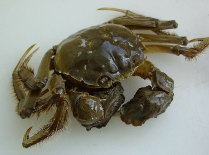 【精品】固城湖大闸蟹公蟹3.0两新鲜食用，质量保证