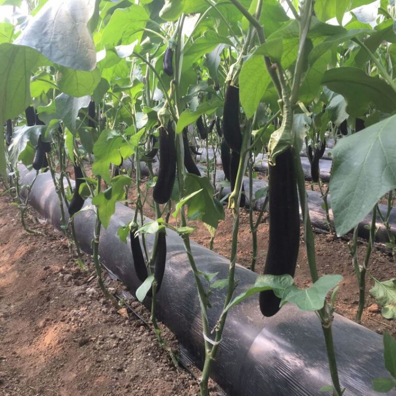 704长茄细长型苗好高产其他品种有售预订更优惠