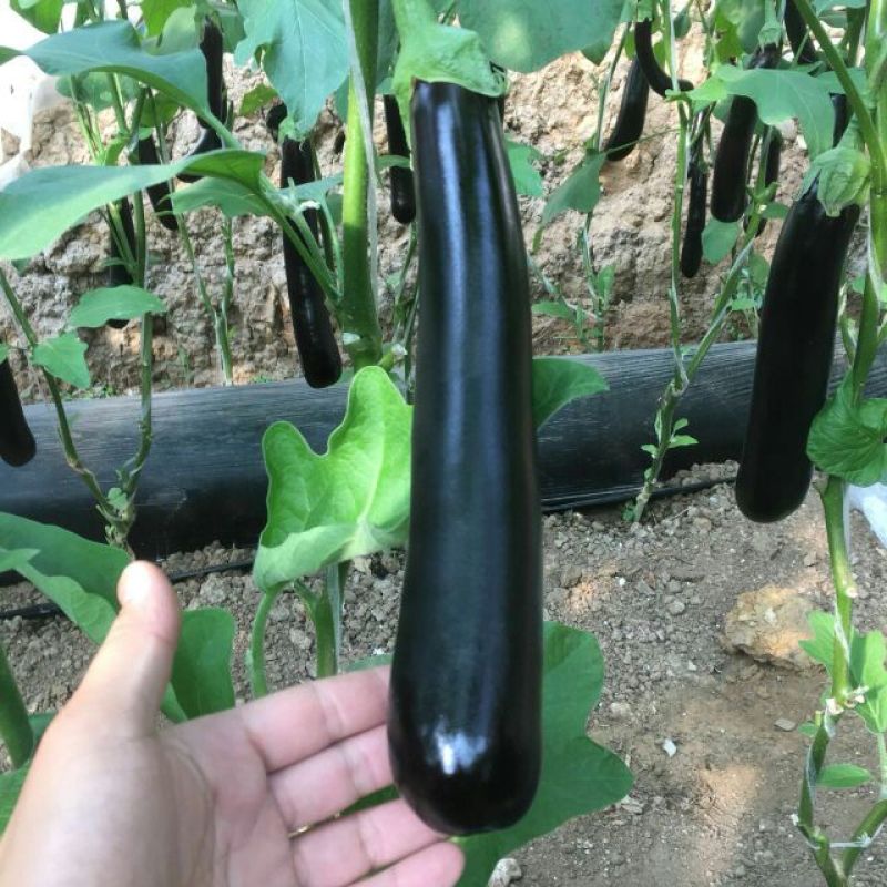 704长茄细长型苗好高产其他品种有售预订更优惠