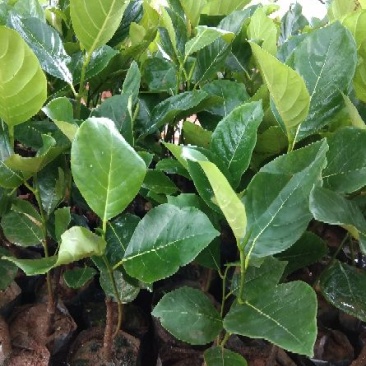 马来西亚一号菠萝蜜苗