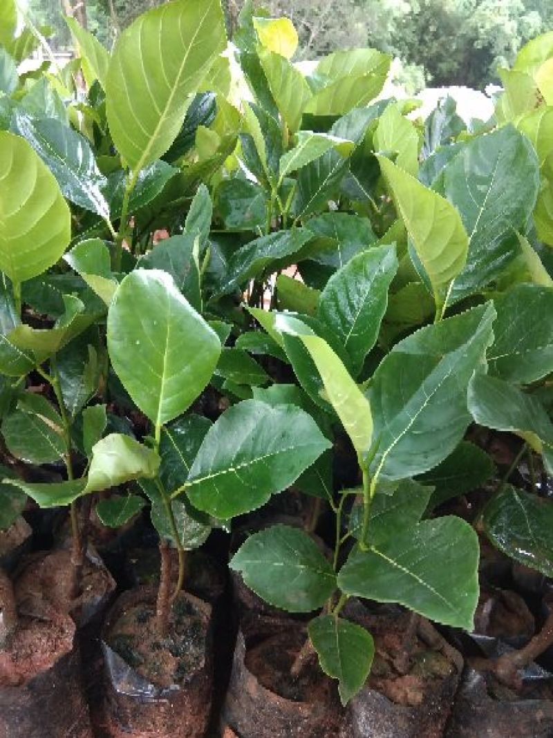 马来西亚一号菠萝蜜苗