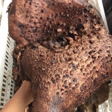 黑虎掌