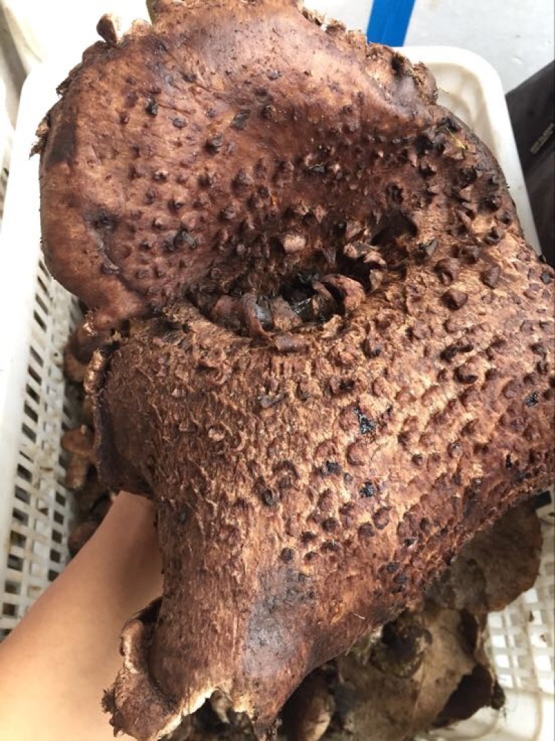 黑虎掌