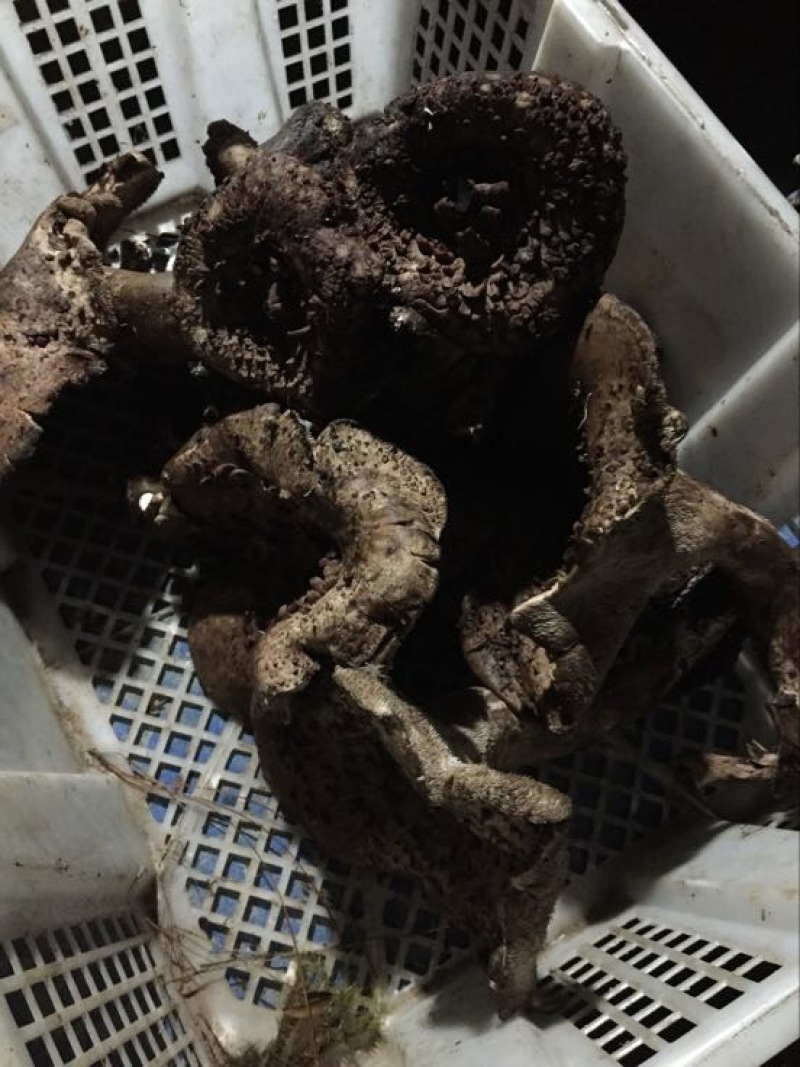 黑虎掌