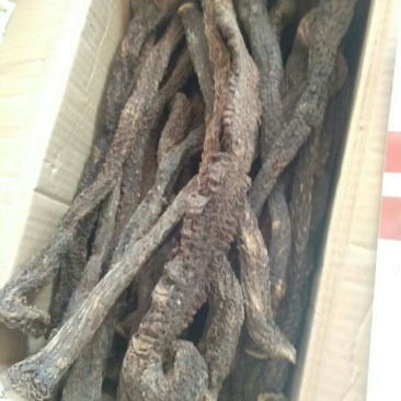 新疆内蒙肉苁蓉
