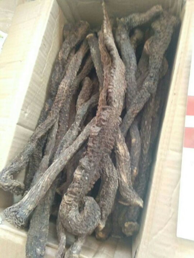 新疆内蒙肉苁蓉