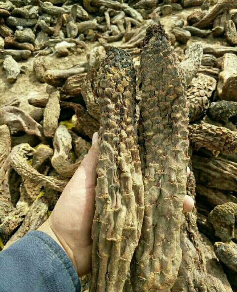 新疆内蒙肉苁蓉