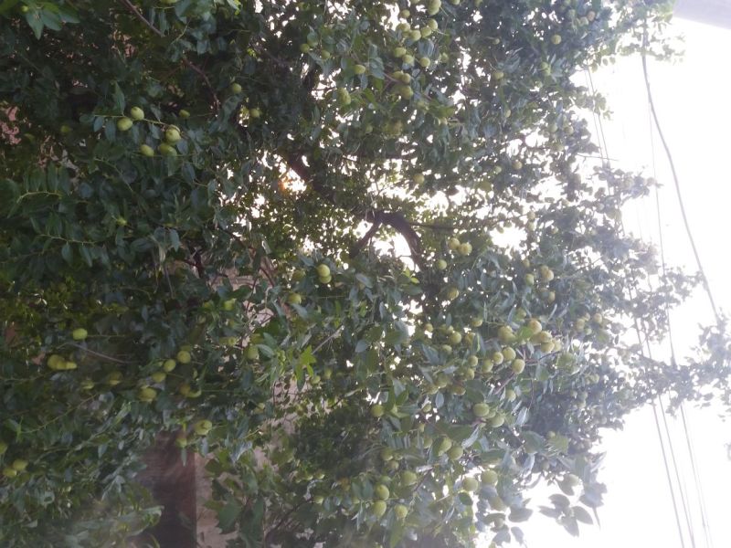 冬枣树苗，1代，2代品种纯正提供种植技术