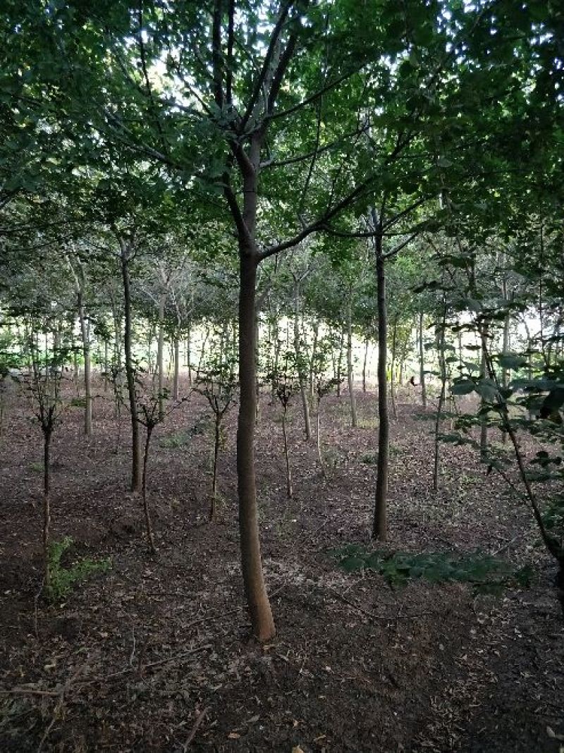 大量出售7一8公公朴树，欢迎各位老板选购