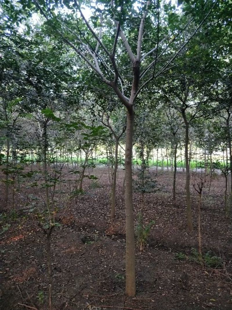 大量出售7一8公公朴树，欢迎各位老板选购