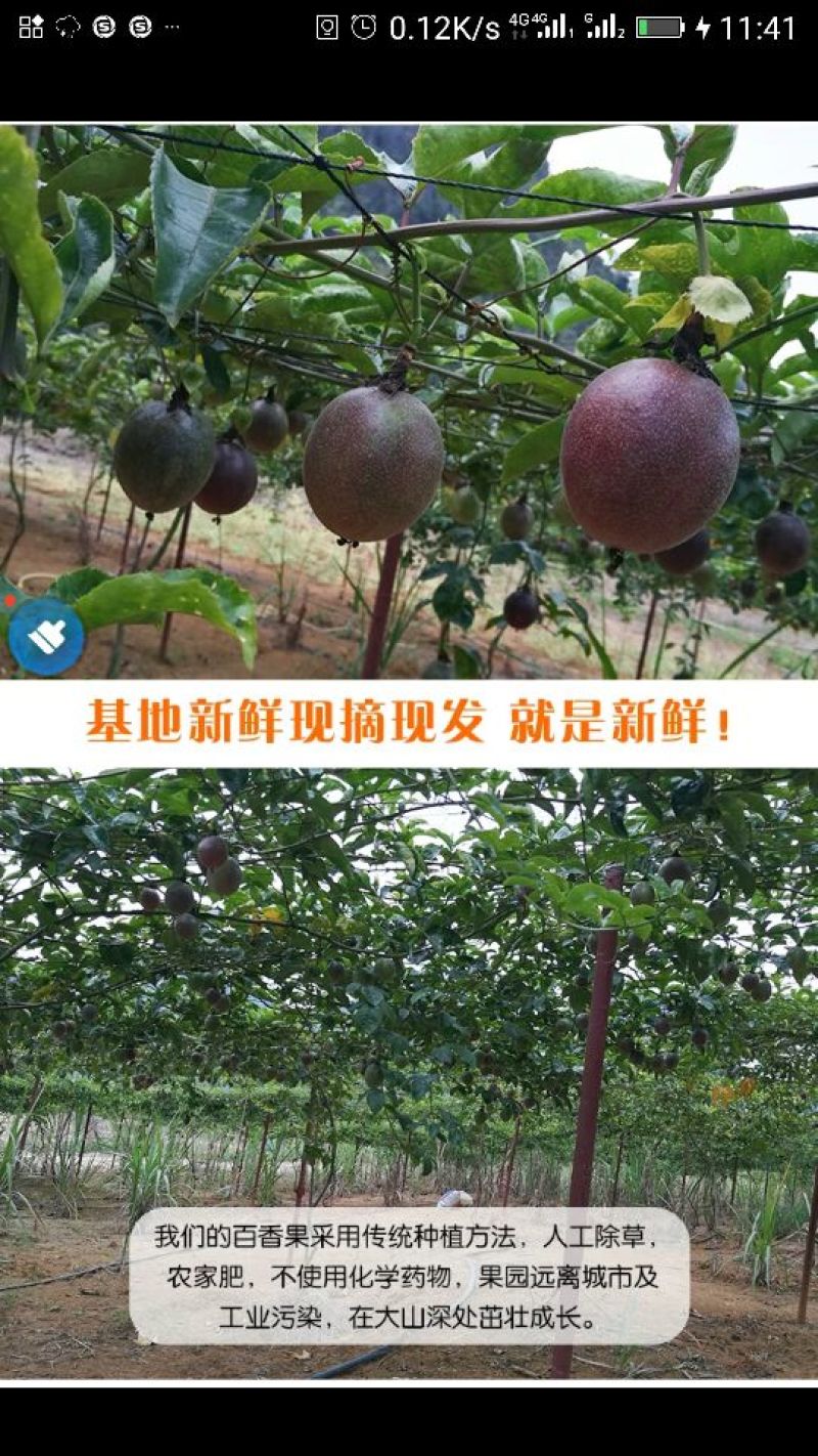百香果十斤包邮