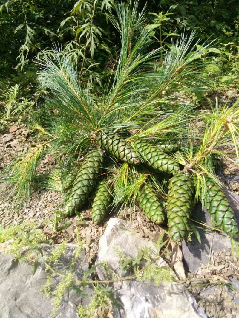 华山松籽