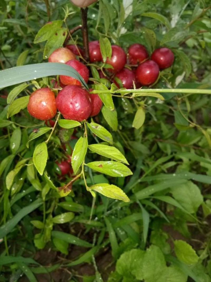 钙果苗，农大钙果苗，尖叶钙果苗，圆钙果苗，产地直供