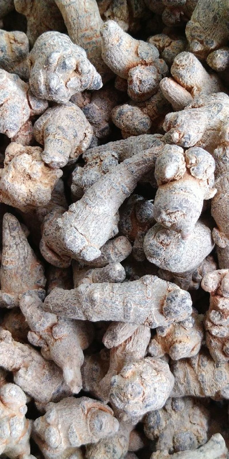 云南文山货一般质量可以田七