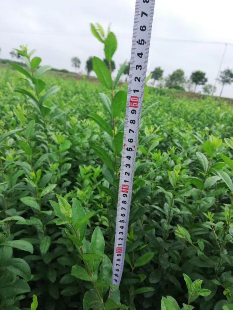 四季玫瑰40-50高度大量销售