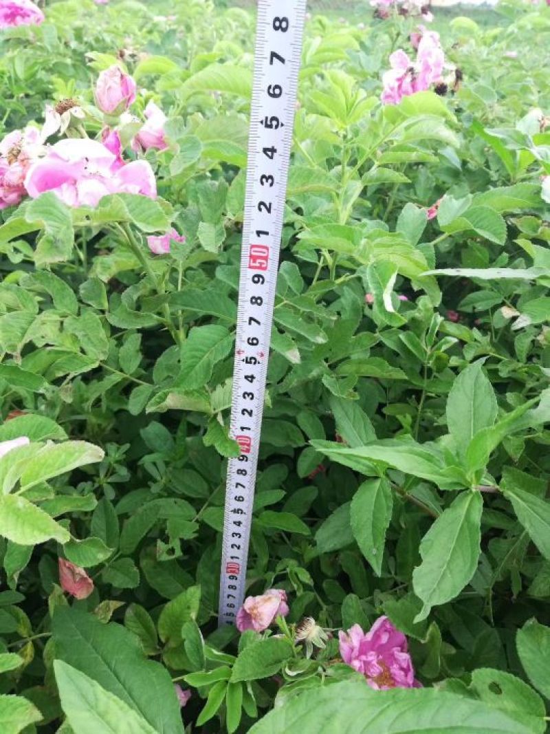 四季玫瑰40-50高度大量销售