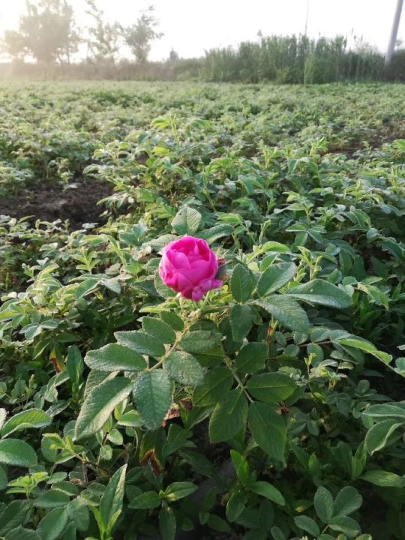 四季玫瑰40-50高度大量销售