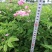 四季玫瑰40-50高度大量销售