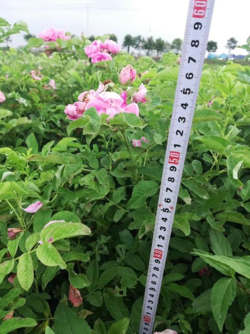 四季玫瑰40-50高度大量销售
