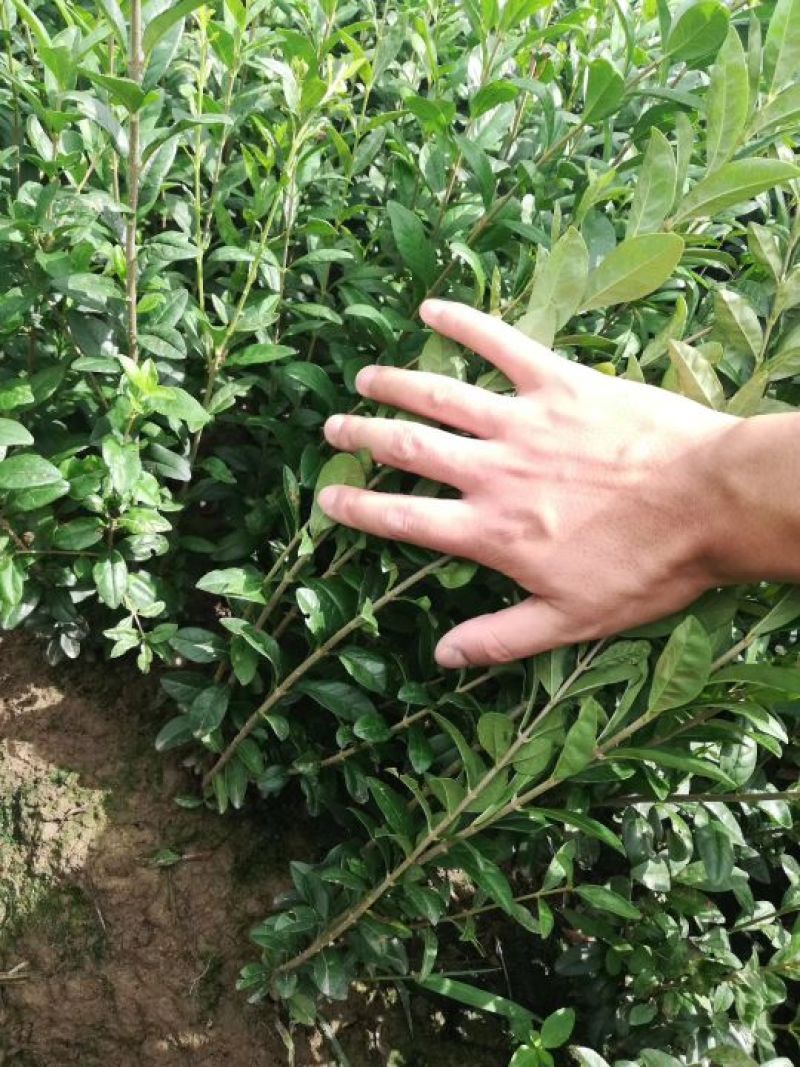水蜡金叶水蜡大量