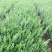 水蜡金叶水蜡大量
