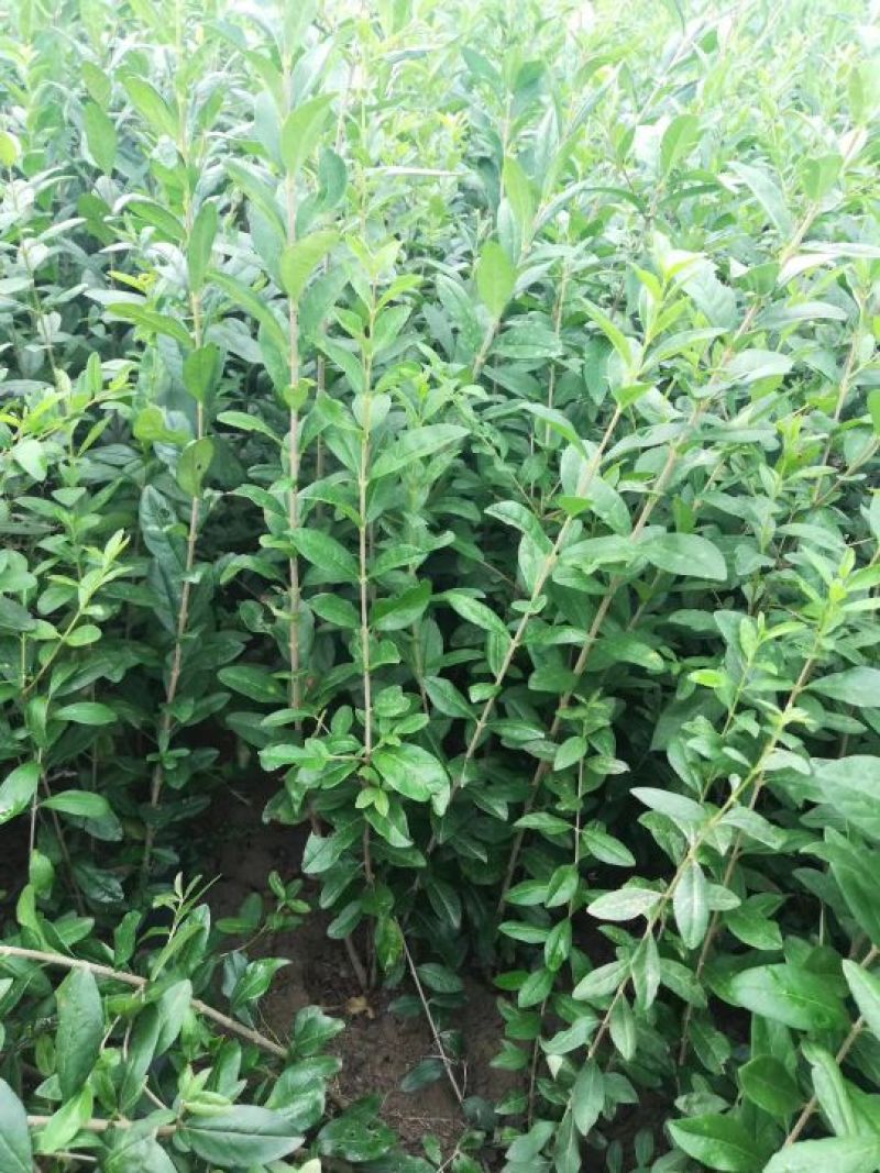 水蜡金叶水蜡大量