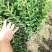 水蜡金叶水蜡大量